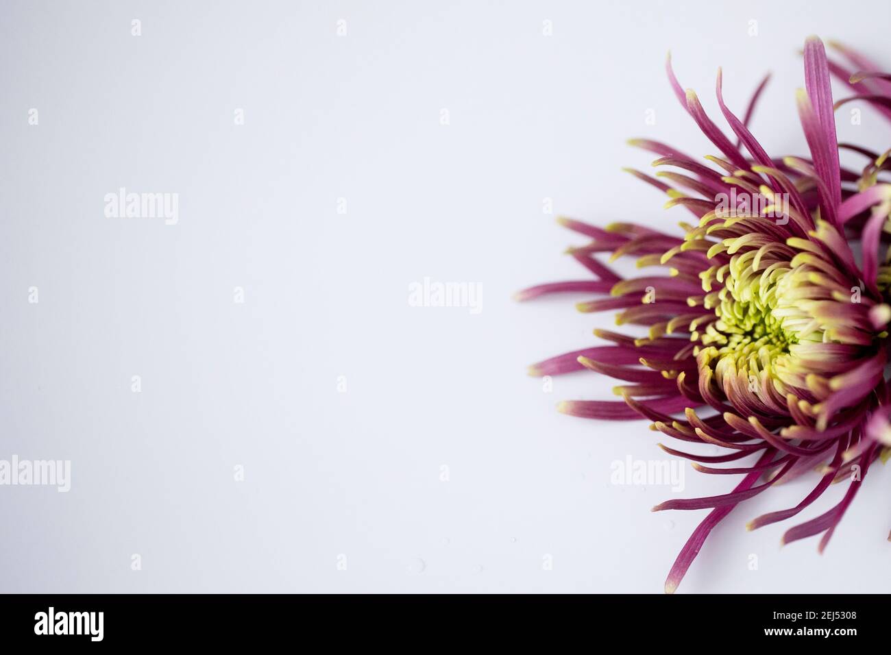 Photographie macro d'une mère d'araignée violette et verte (Chrysanthemum x morifolium) sur un fond blanc Uni. Banque D'Images