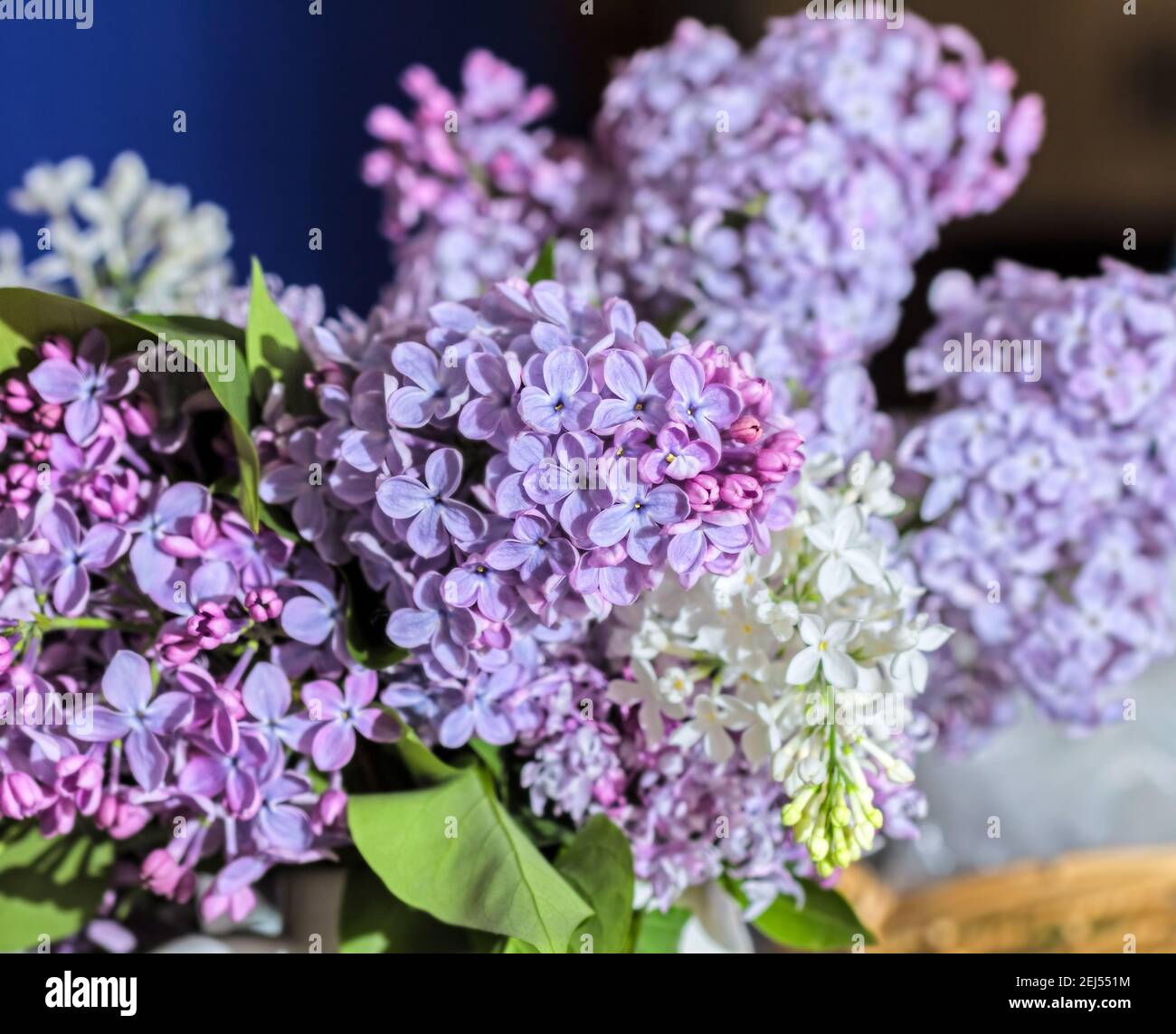 Véritable bouquet frais de printemps doux lilas pourpre pour bonne humeur Banque D'Images