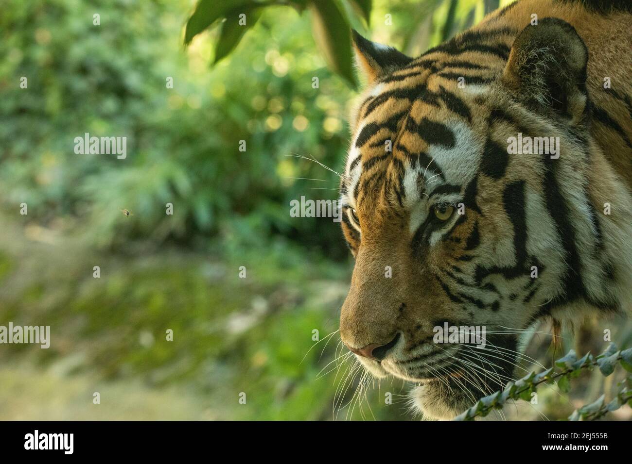 Face tigre tigre panthera tigris inde Banque D'Images