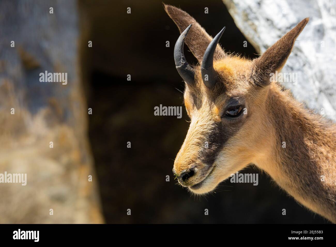 Chiot bébé rupicapra camoscio chamois trentin Banque D'Images
