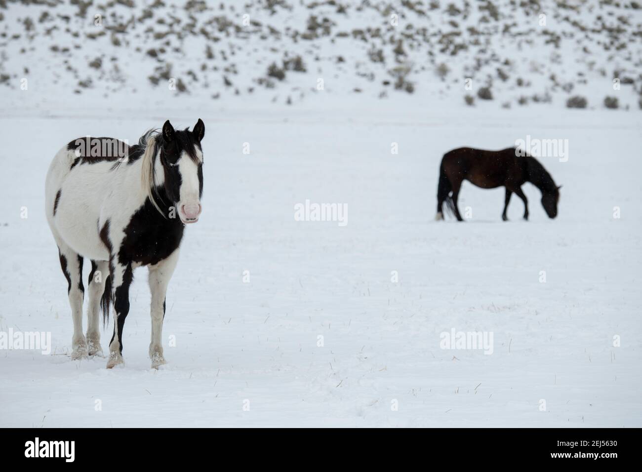 États-Unis, Montana, Gardiner. Cheval peint en noir et blanc avec une couche d'hiver déchiqueante dans la neige. Banque D'Images