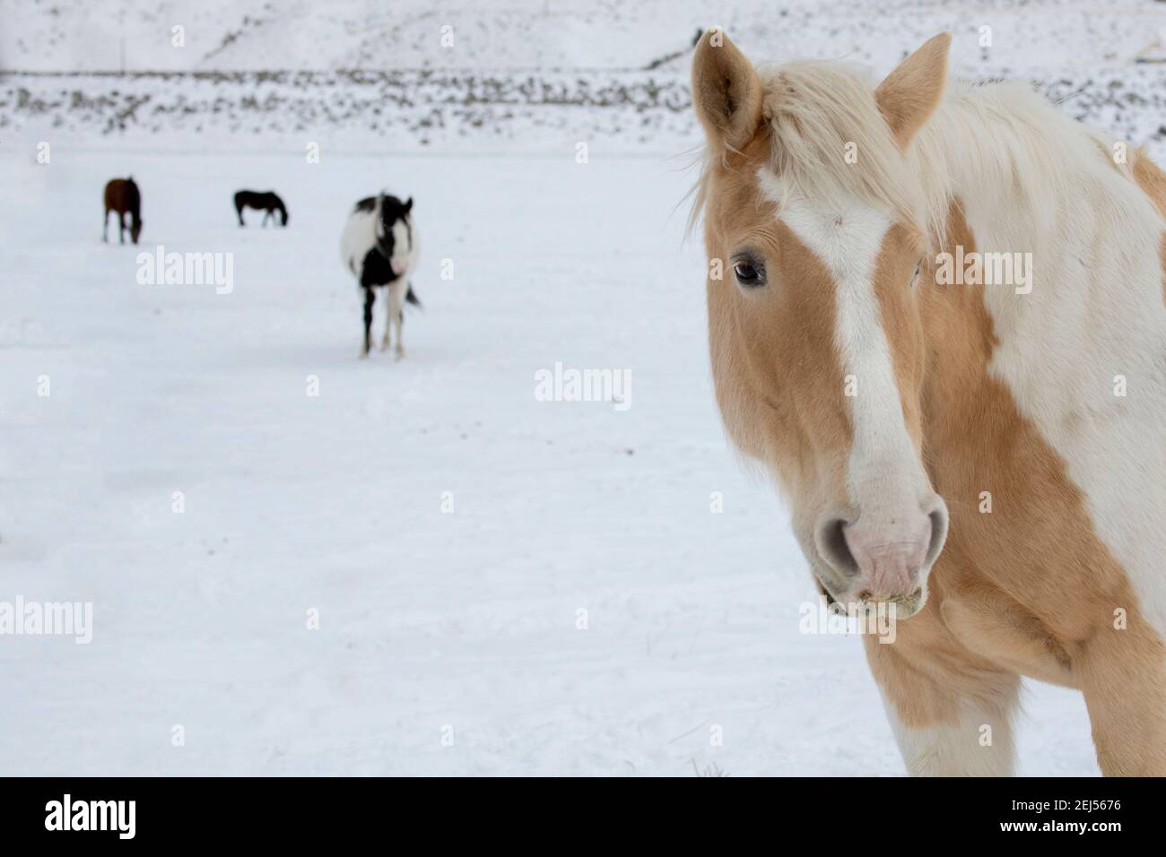 États-Unis, Montana, Gardiner. Palomino peint le cheval avec des manteaux d'hiver déchiqueteux dans la neige. Banque D'Images