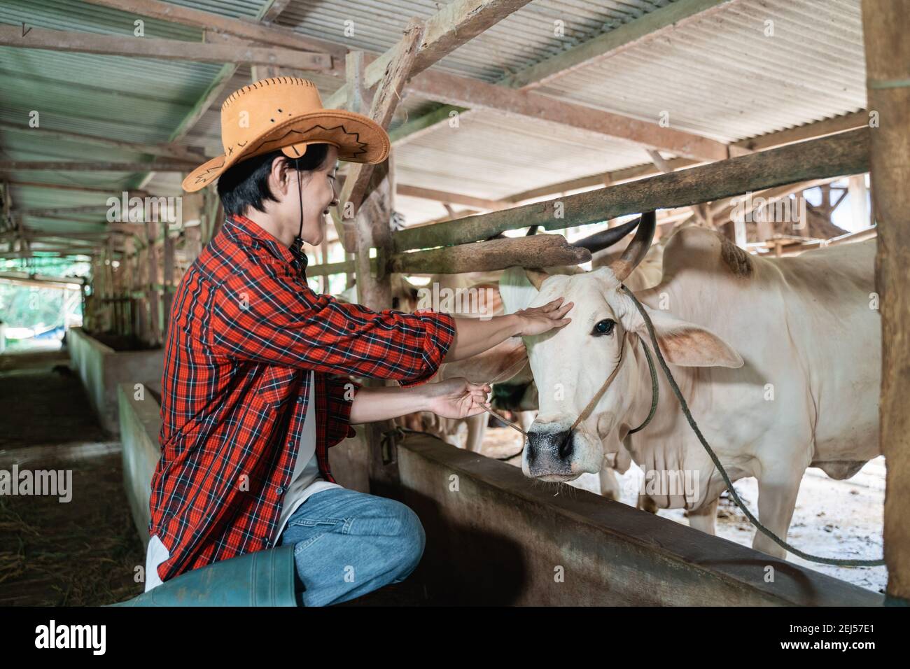 un agriculteur mâle portant un chapeau de cow-boy tout en faisant la chasse  aux vaches arrière-plan ferme stable Photo Stock - Alamy