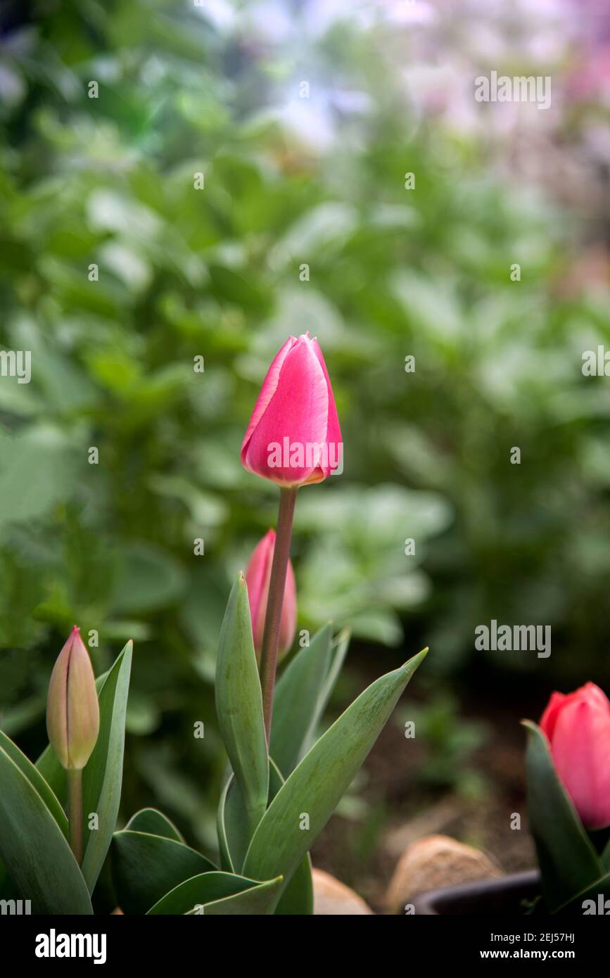 tulipes élégantes roses dans le jardin sur fond vert Banque D'Images