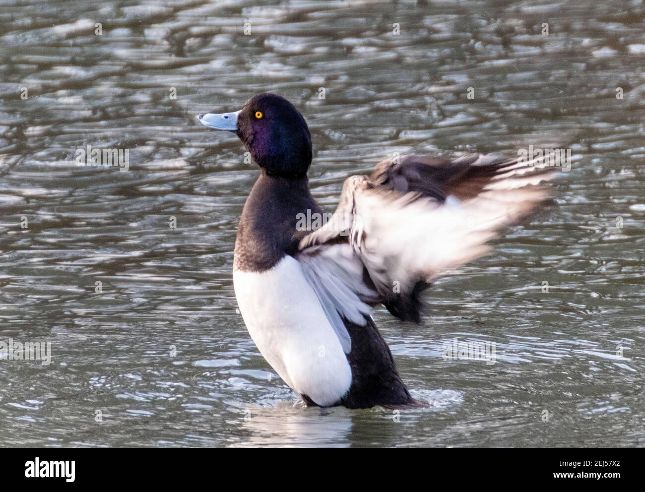 Le Goldeneye Drake (Bucephala clangula) étire ses ailes, le Lothian occidental. Banque D'Images