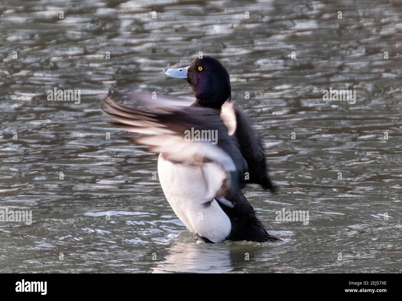 Le Goldeneye Drake (Bucephala clangula) étire ses ailes, le Lothian occidental. Banque D'Images
