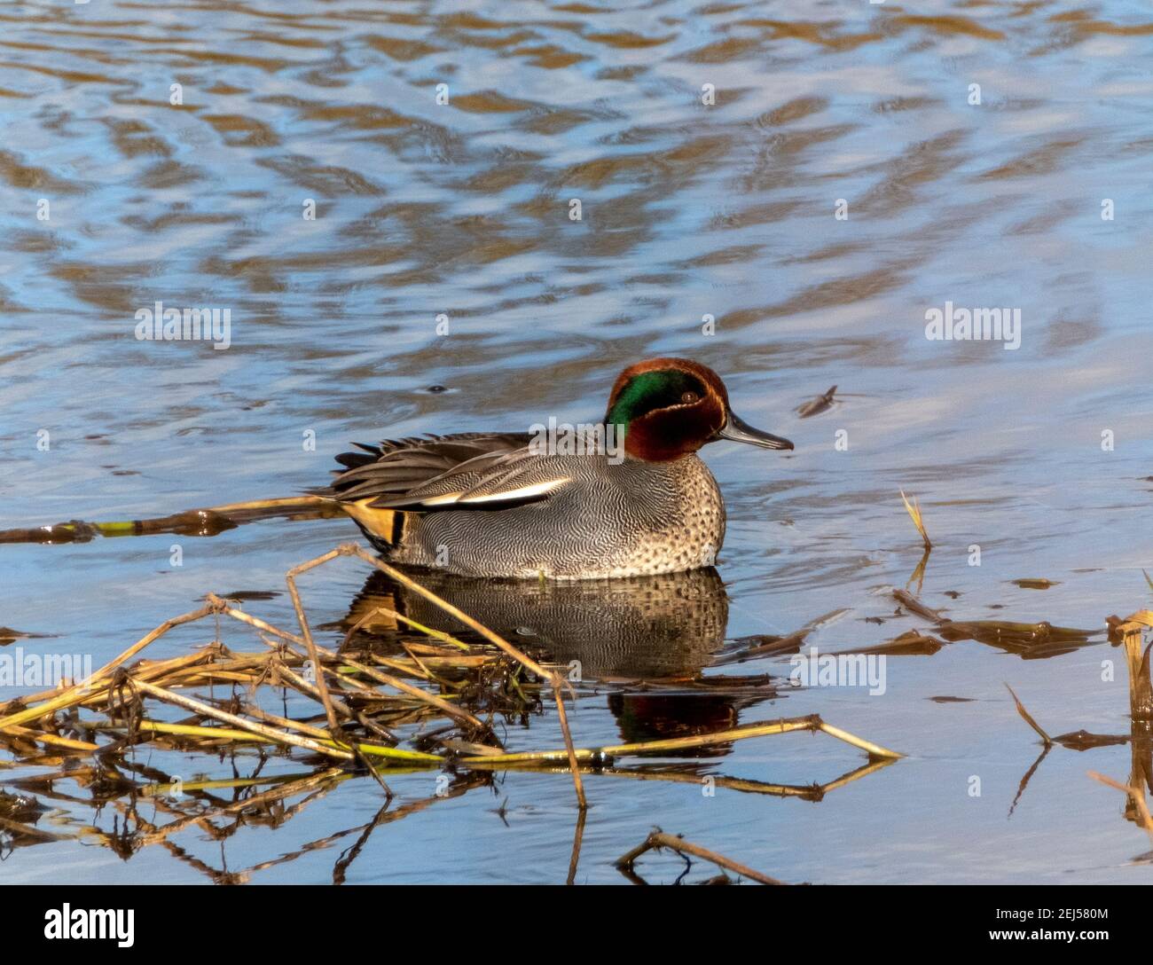 Teal Duck mâle, (Anas crecca) sur l'eau, hiver, West Lothian, Écosse, Royaume-Uni Banque D'Images Teal Duck mâle, (Anas crecca) sur l'eau, hiver, West Lothian, Écosse, Royaume-Uni Banque D'Images