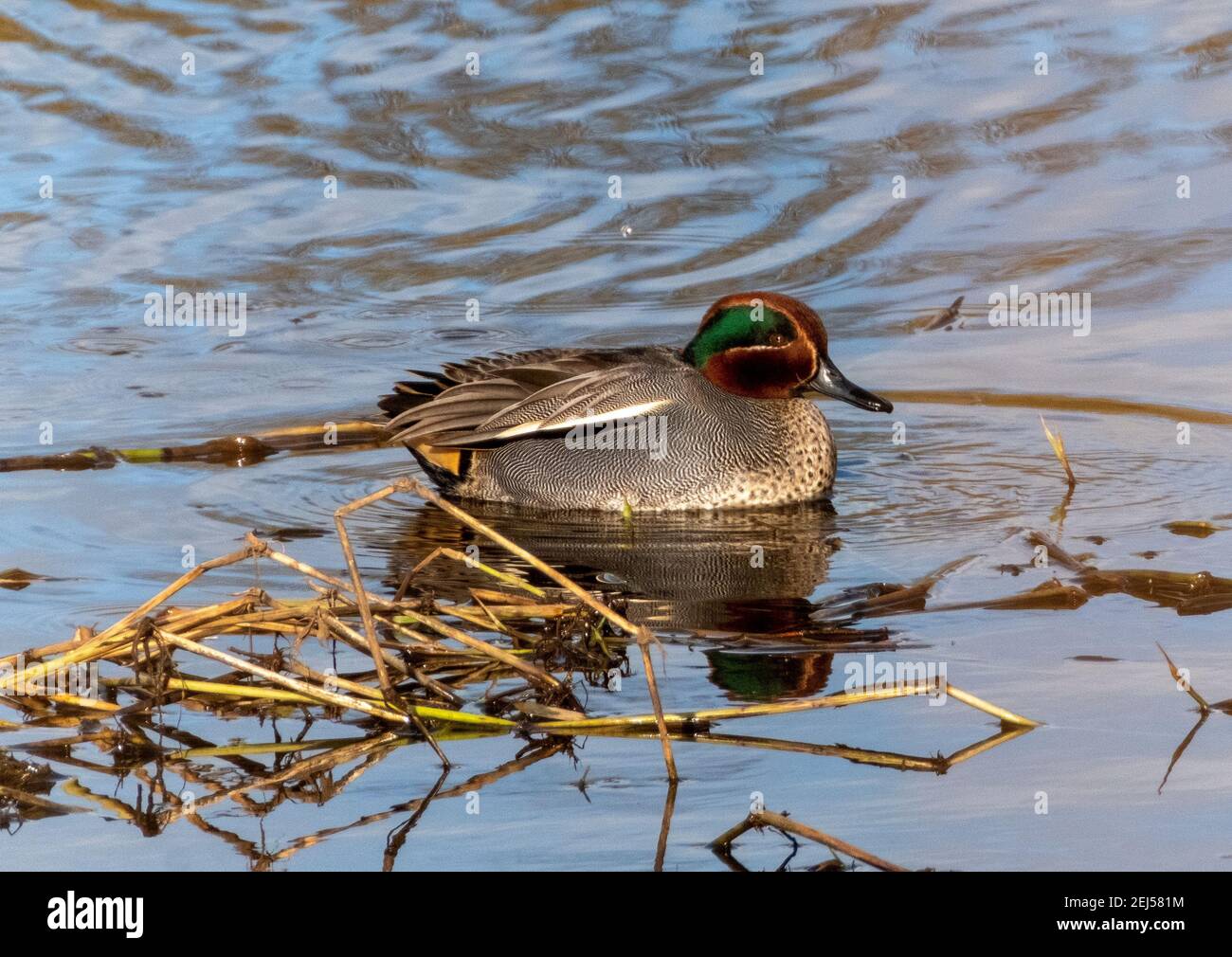 Teal Duck mâle, (Anas crecca) sur l'eau, hiver, West Lothian, Écosse, Royaume-Uni Banque D'Images Teal Duck mâle, (Anas crecca) sur l'eau, hiver, West Lothian, Écosse, Royaume-Uni Banque D'Images