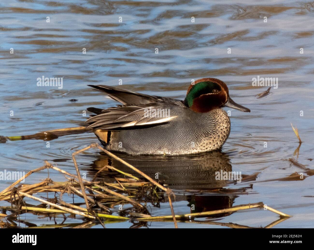 Teal Duck mâle, (Anas crecca) sur l'eau, hiver, West Lothian, Écosse, Royaume-Uni Banque D'Images Teal Duck mâle, (Anas crecca) sur l'eau, hiver, West Lothian, Écosse, Royaume-Uni Banque D'Images