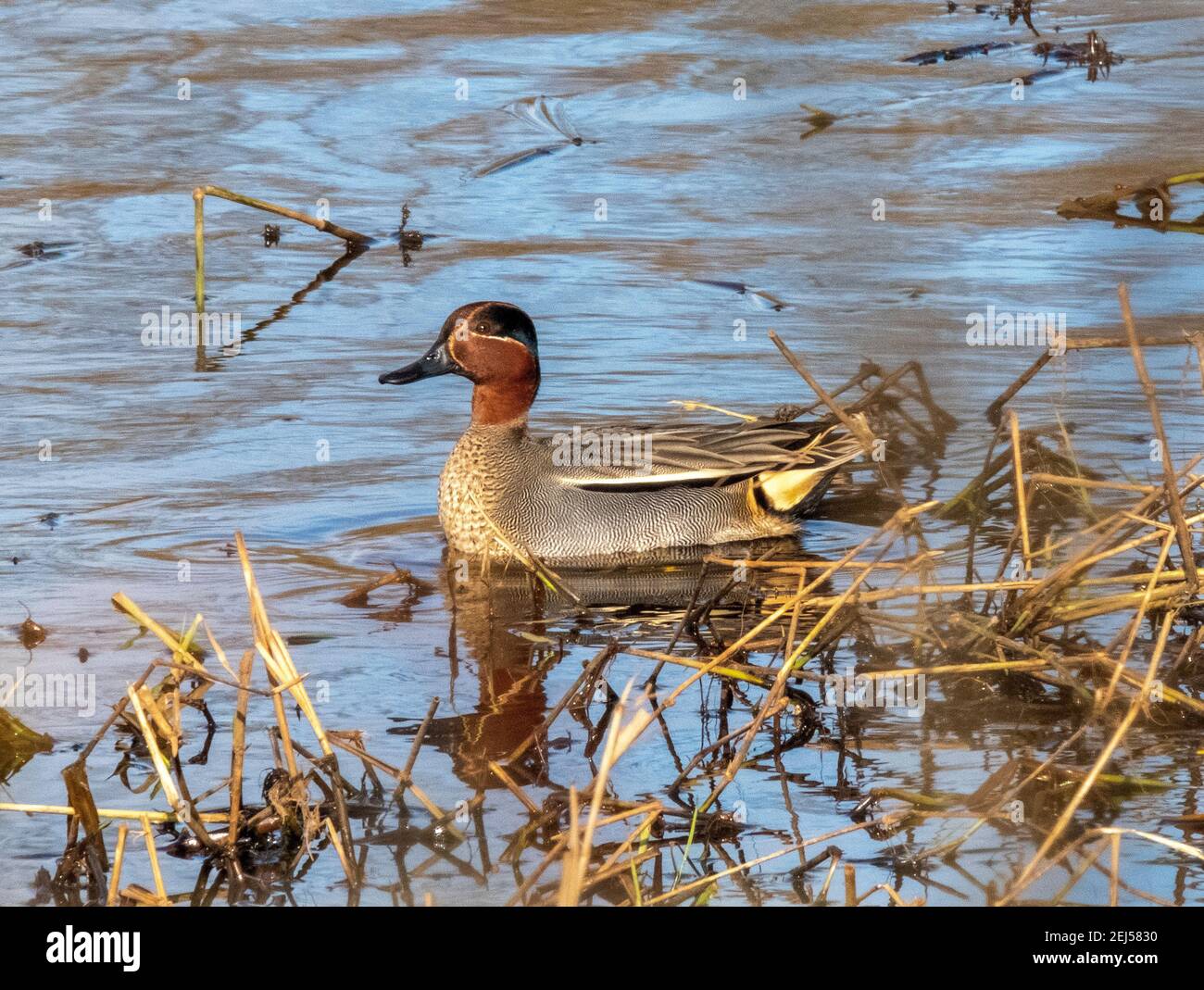 Teal Duck mâle, (Anas crecca) sur l'eau, hiver, West Lothian, Écosse, Royaume-Uni Banque D'Images Teal Duck mâle, (Anas crecca) sur l'eau, hiver, West Lothian, Écosse, Royaume-Uni Banque D'Images
