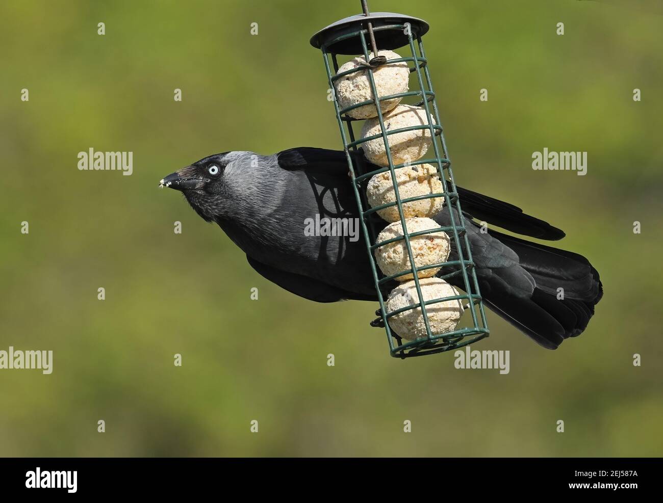 La Jackdaw eurasienne (Corvus monedula spermologus) adulte se nourrissant au chargeur de balle de graisse Eccles-on-Sea, Norfolk, Royaume-Uni Mai Banque D'Images