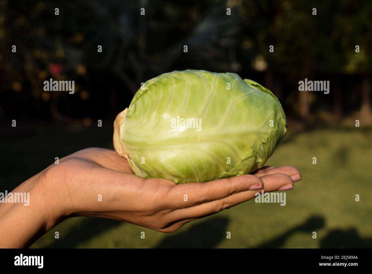 Femme Tenant Un Petit Chou Vert Frais A La Main Cueillies Fraiches Et Cueillies A Partir D Une Ferme Biologique Ou D Un Jardin De Cuisine Legumes Asiatiques Frais Crus Photo Stock Alamy