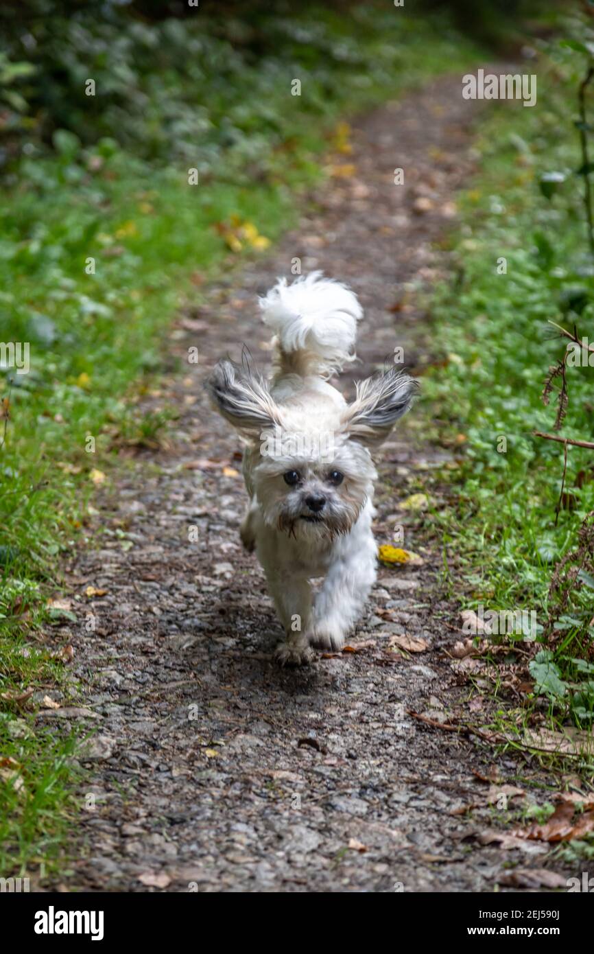 Cockaoo sur un chemin, Canaston Wood, Pembrokeshire Banque D'Images