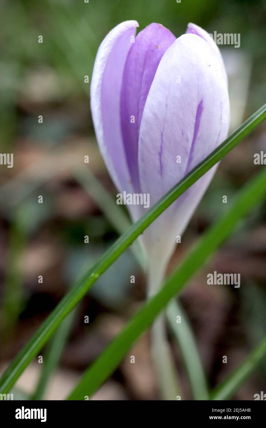 Crocus vernus «Vanguard» Crocus Vanguard – lilas bourgeonnantes et fleur blanche, février, Angleterre, Royaume-Uni Banque D'Images