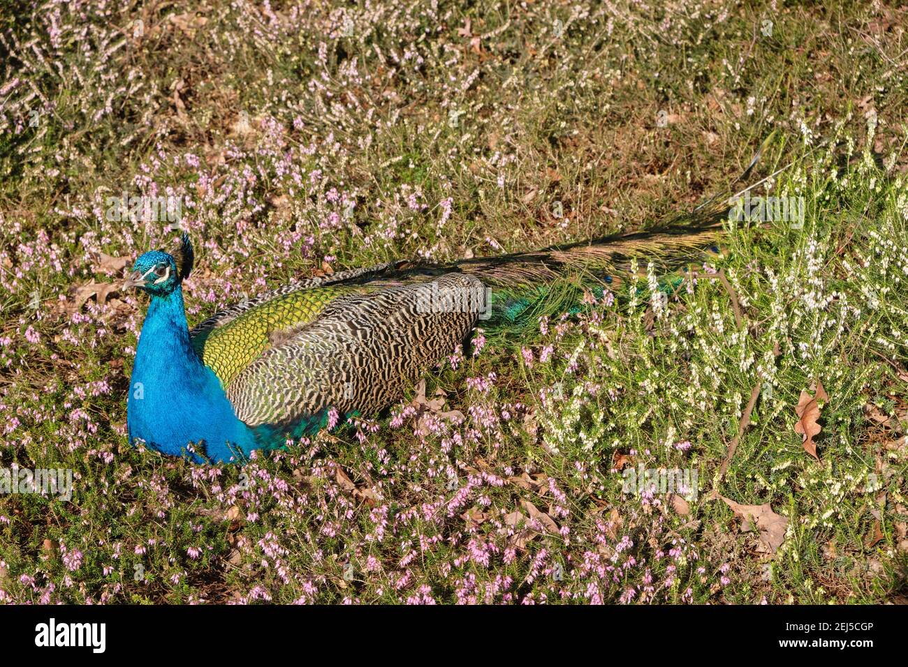 Le paon bleu (Pavo cristatus) Est une espèce d'oiseau de la famille des pheasants (Phasianidae) Banque D'Images