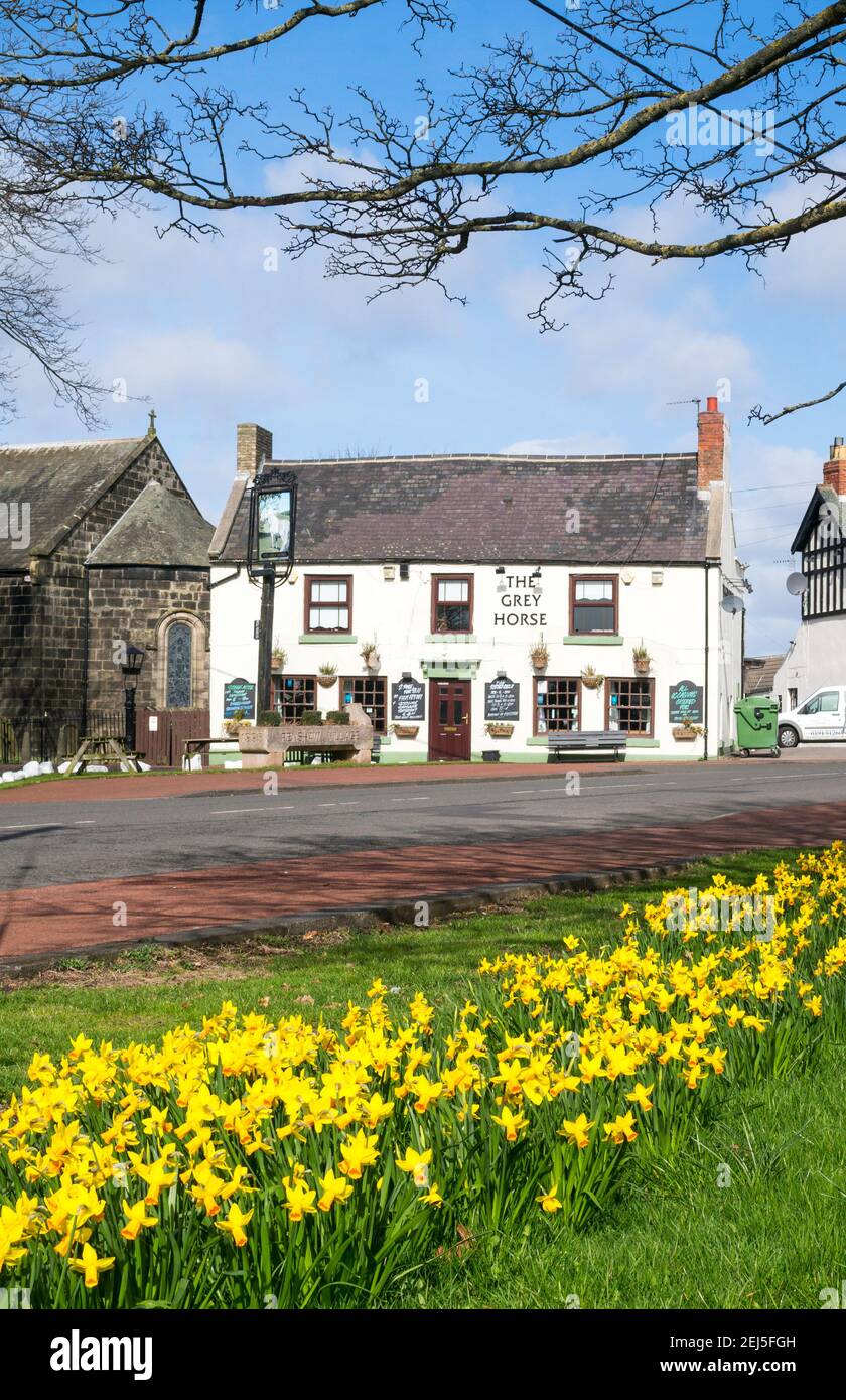 Les jonquilles fleurissent et le pub du village de Grey Horse à Penshaw, dans le nord-est de l'Angleterre. ROYAUME-UNI Banque D'Images
