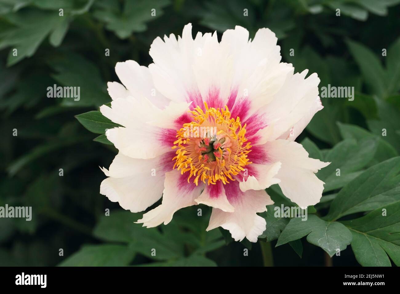 Paeonia. Pivoine blanche fleur. Banque D'Images