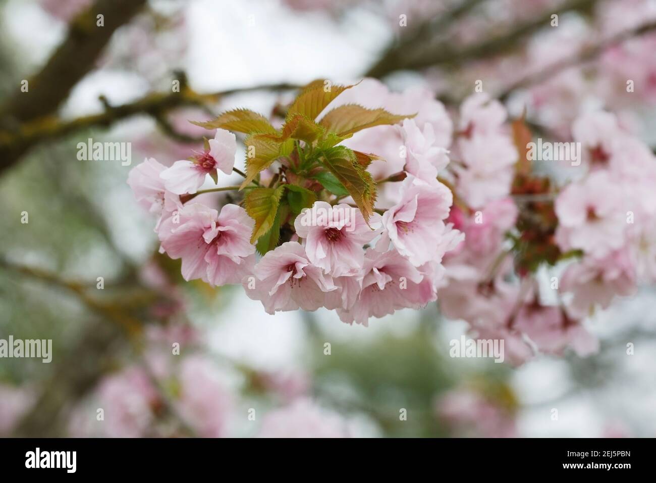 Matsumae-hayazaki Prunus en fleurs. Banque D'Images
