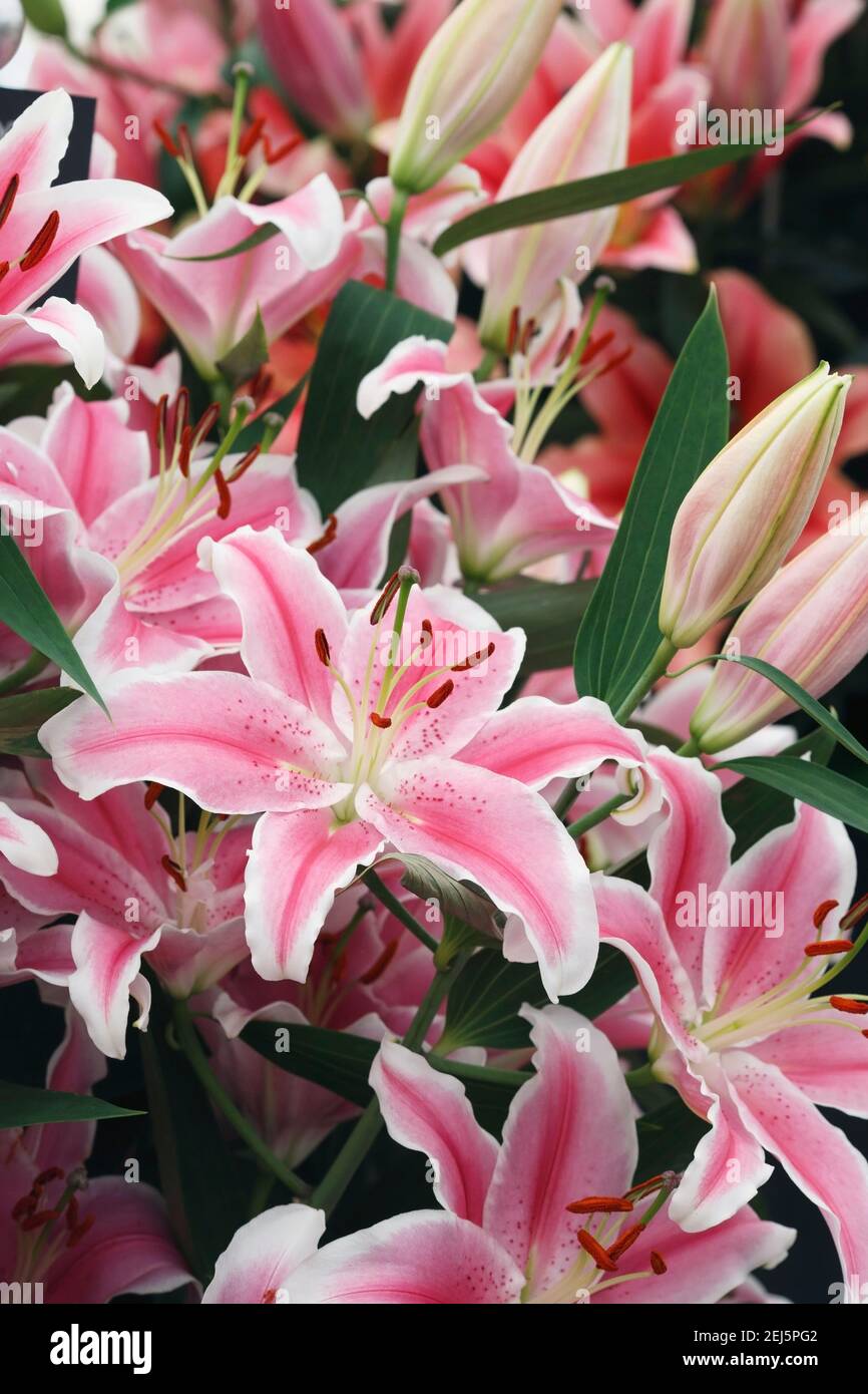White flowers oriental lily lilium Banque de photographies et d'images à  haute résolution - Alamy