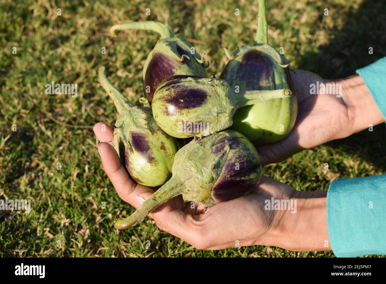 Femelle tenant Brinjals également connu sous le nom d'aubergine ou d'aubergine ian légumes. Vert clair ombré avec un motif violet ou violet. Banque D'Images