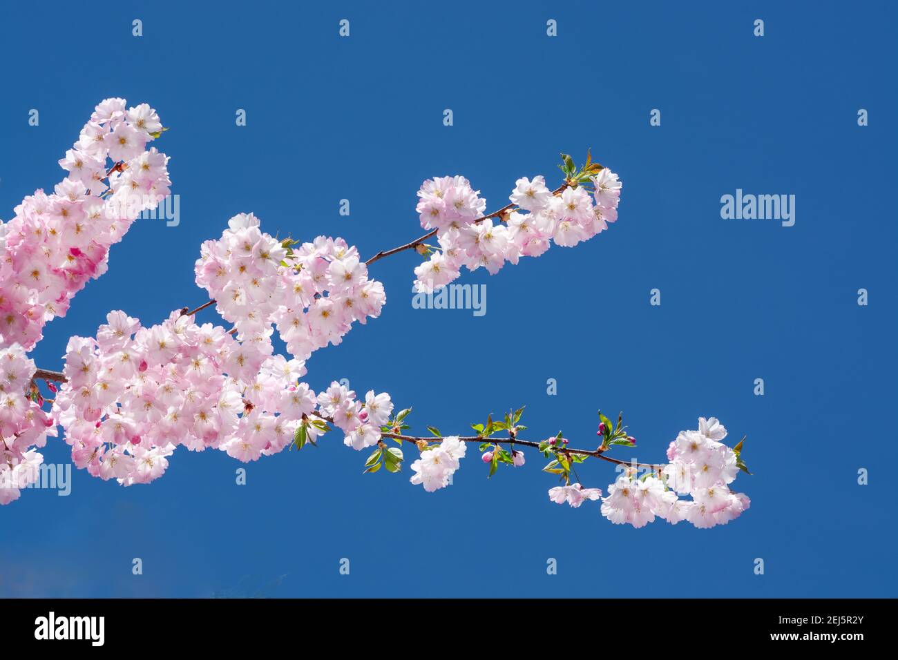 Prunus serrulata branche avec des fleurs roses sur fond bleu ciel, format horizontal Banque D'Images