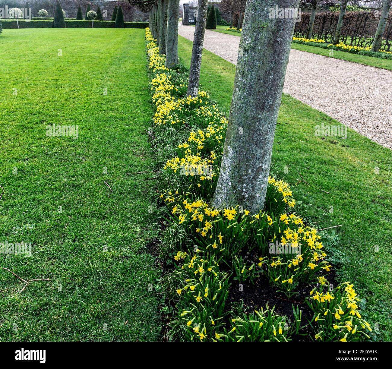 Jonquilles, une avenue de jonquilles en fleur à l'hôpital Royal Kilmainham à Dublin, en Irlande. Banque D'Images