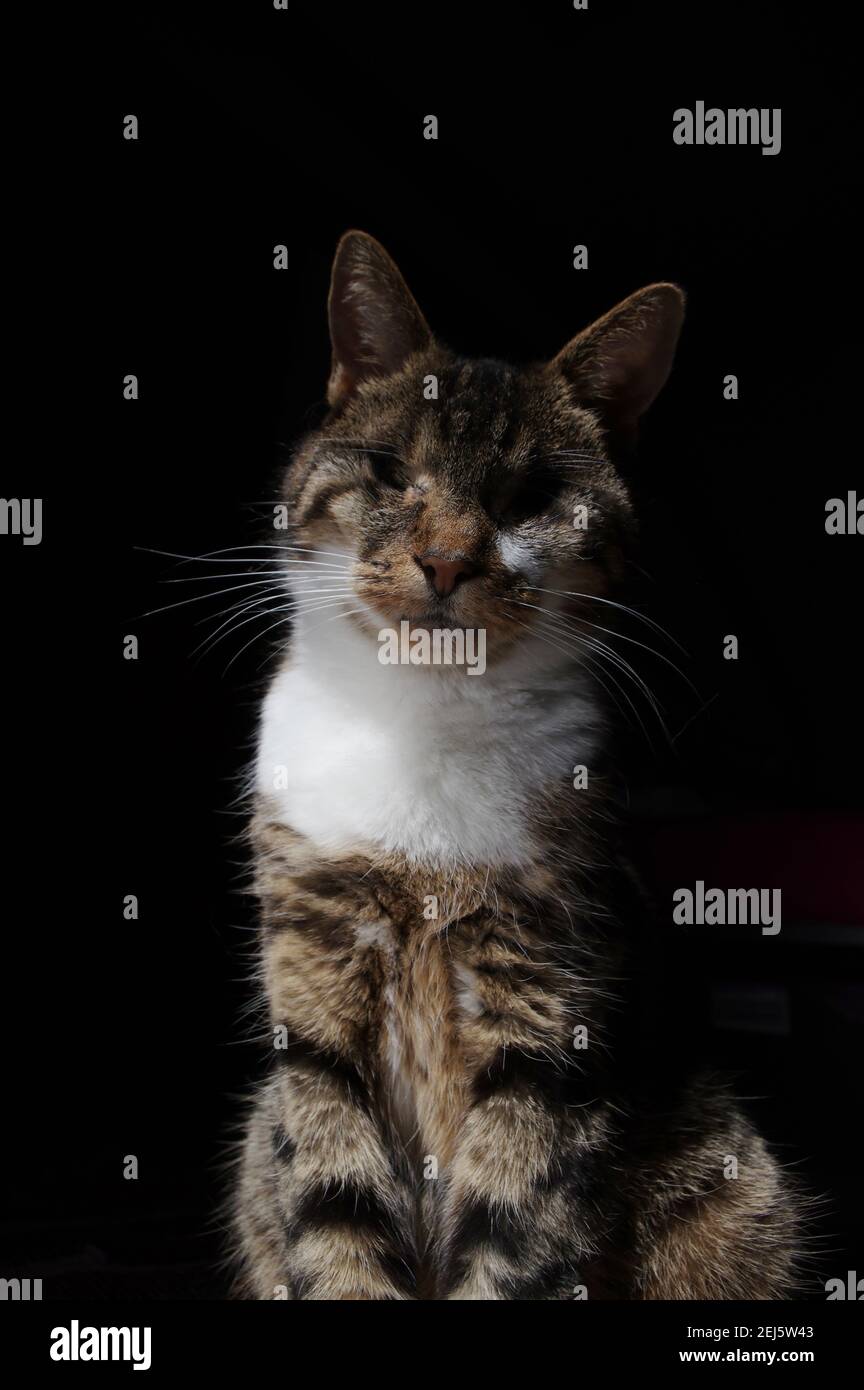 Portrait de chat aveugle Banque D'Images