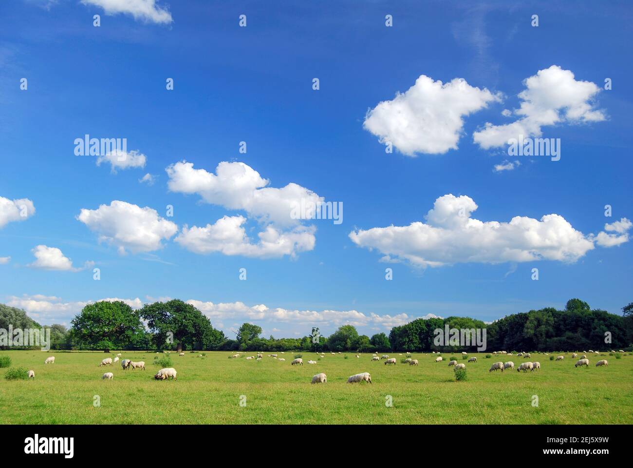 Moutons dans le champ, Dorney, Buckinghamshire, Angleterre, Royaume-Uni Banque D'Images