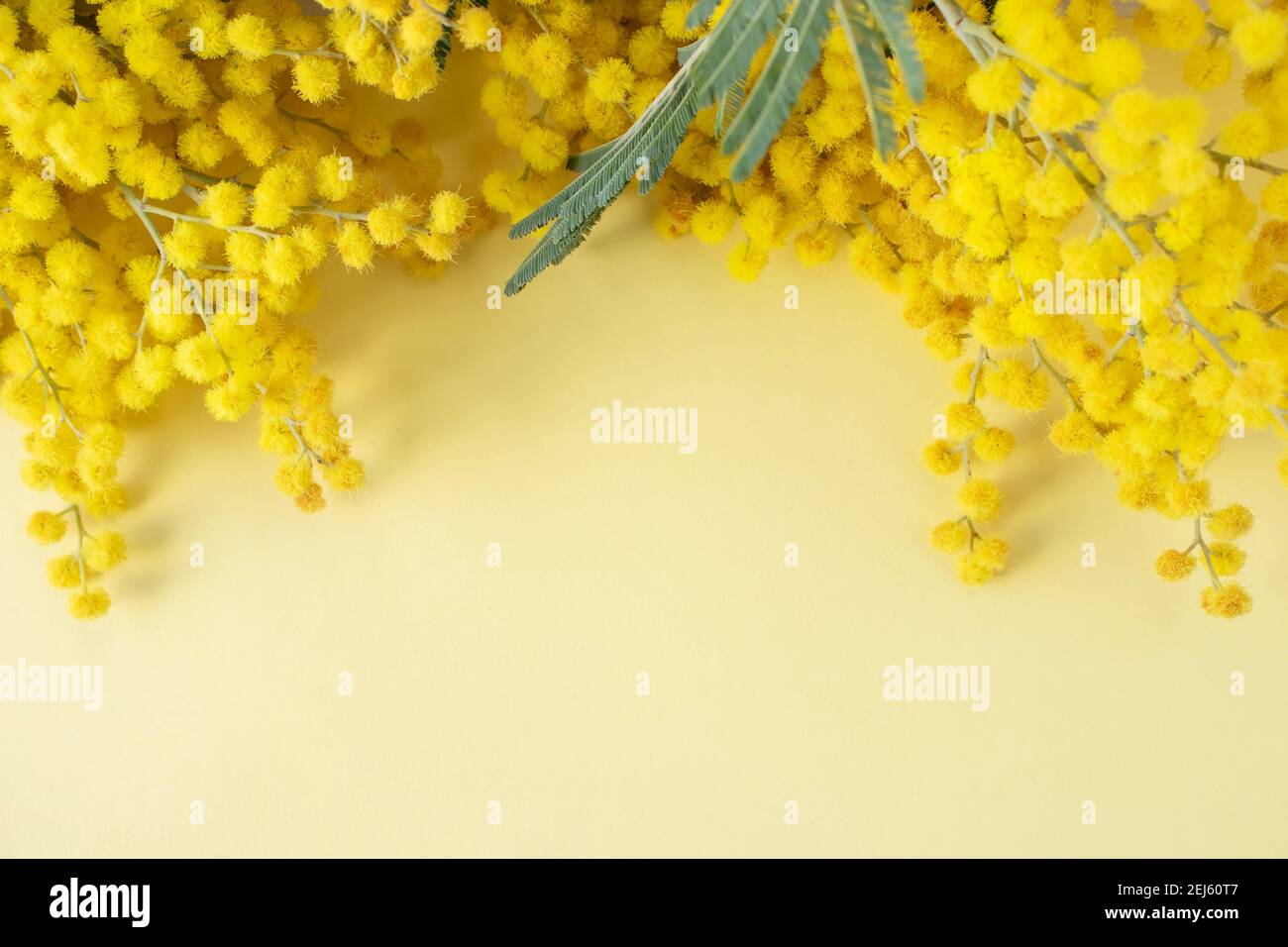 Mimosa ou argent arrose des fleurs de printemps jaunes sur le jaune arrière-plan Banque D'Images