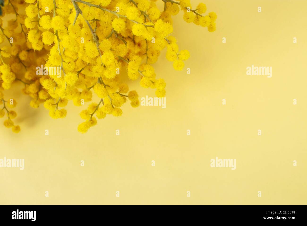 Mimosa fleurs de printemps dans le coin du fond de papier jaune. Plante décorative argentée ou acacia. Banque D'Images