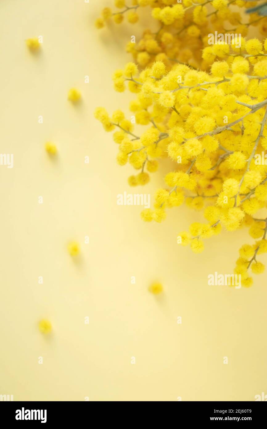 Printemps vertical arrière-plan flou avec mimosa ou argent fleurs larvées branches. Banque D'Images