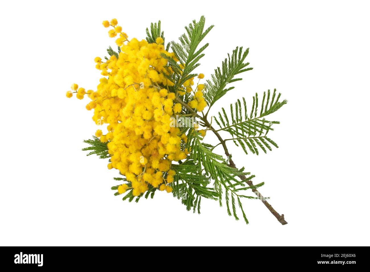 Fleurs de printemps Mimosa isolées sur blanc. Balles et feuilles moelleuses jaune acacia. Plante décorative argentée. Banque D'Images