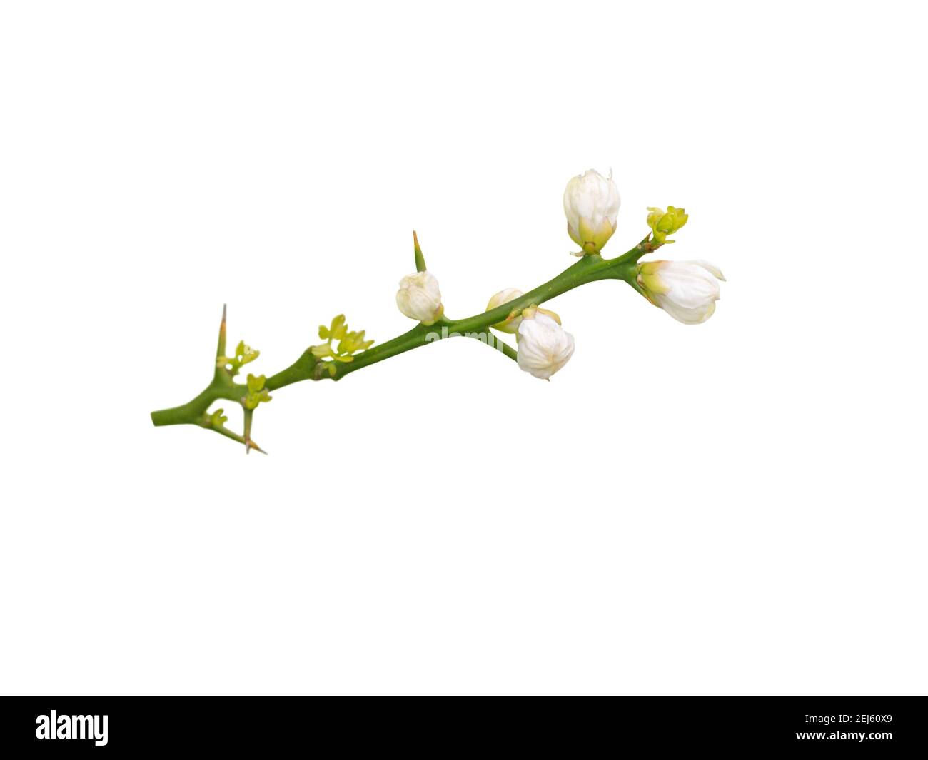 Branche de l'oranger trifolié avec des fleurs blanches parfumées et des feuilles isolées sur blanc. Fleur de printemps. Plante à fleurs Poncirus trifoliata. Banque D'Images