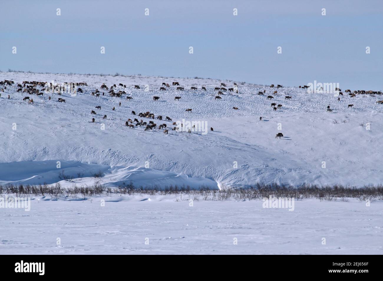 Troupeau de rennes sur une île le long de la route de glace Inuvik-Tuktoyaktuk en hiver, Territoires du Nord-Ouest, l'ouest de l'Arctique canadien. Banque D'Images