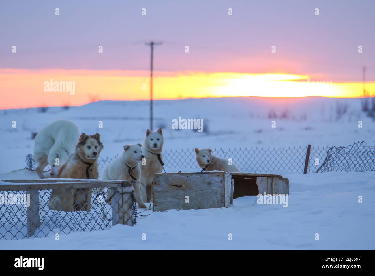 Les chiens de husky de l'Arctique ont enchaîné à leurs maisons de chiens en hiver au lever du soleil, Tuktoyaktuk, Territoires du Nord-Ouest, Canada. Banque D'Images