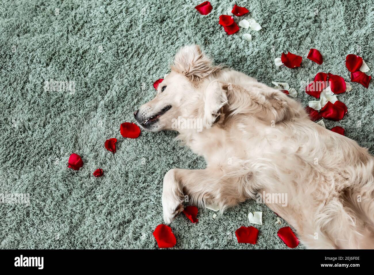 Chien mignon couché sur la moquette avec des pétales de rose. Célébration de la Saint-Valentin Banque D'Images