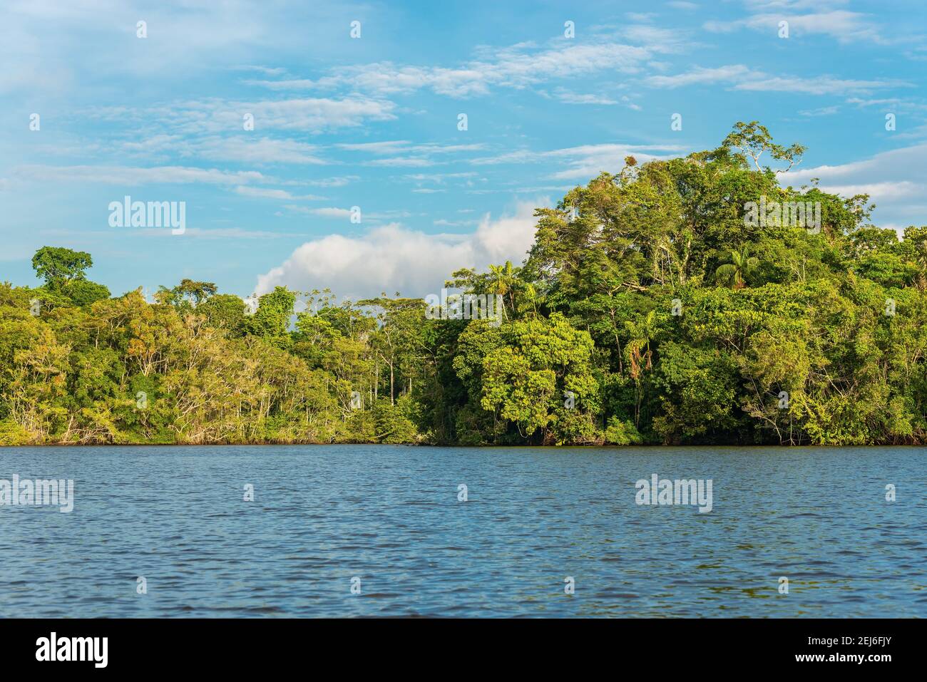 Amazon Rainforest Landscape, parc national de Yasuni, Équateur. Banque D'Images