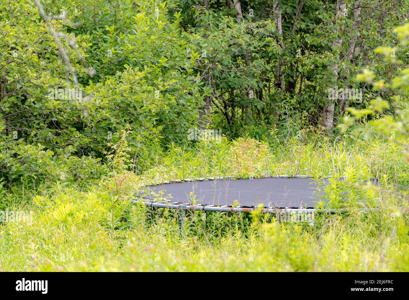 Un vieux trampoline installé dans un champ surcultivé, avec une forêt  derrière. Le cadre rond présente des taches de rouille. Partie du trampoline  cachée par des buissons Photo Stock - Alamy