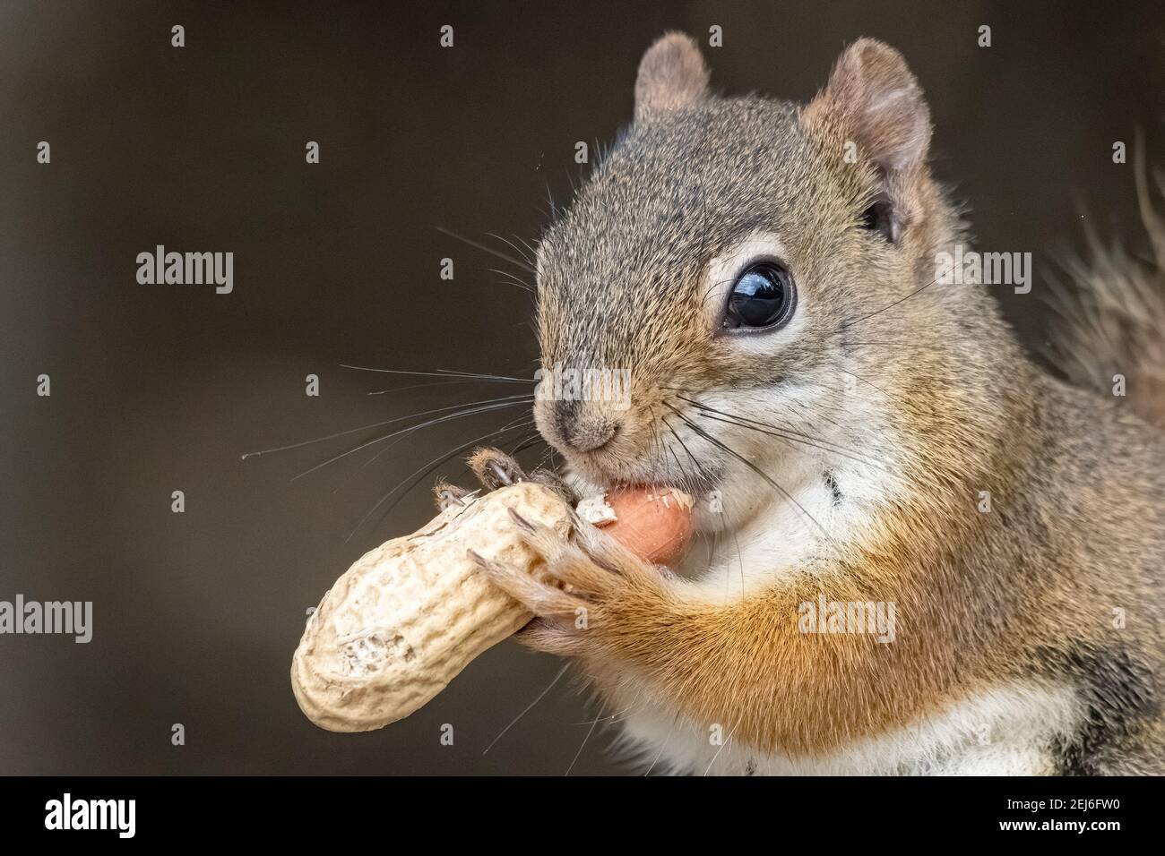 Gros plan d'un petit écureuil roux mangeant une arachide. Seulement son visage et ses pattes visibles, avec l'arachide. Beaucoup de détails. Arrière-plan sombre. Banque D'Images