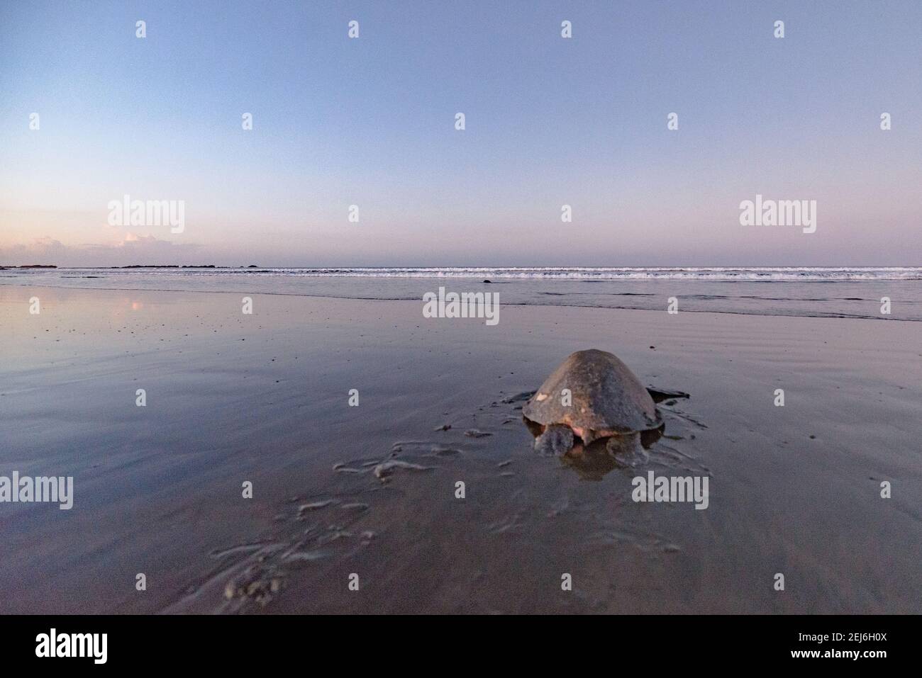 Tortues nichant au lever du soleil à la plage d'Ostional au Costa Rica Banque D'Images