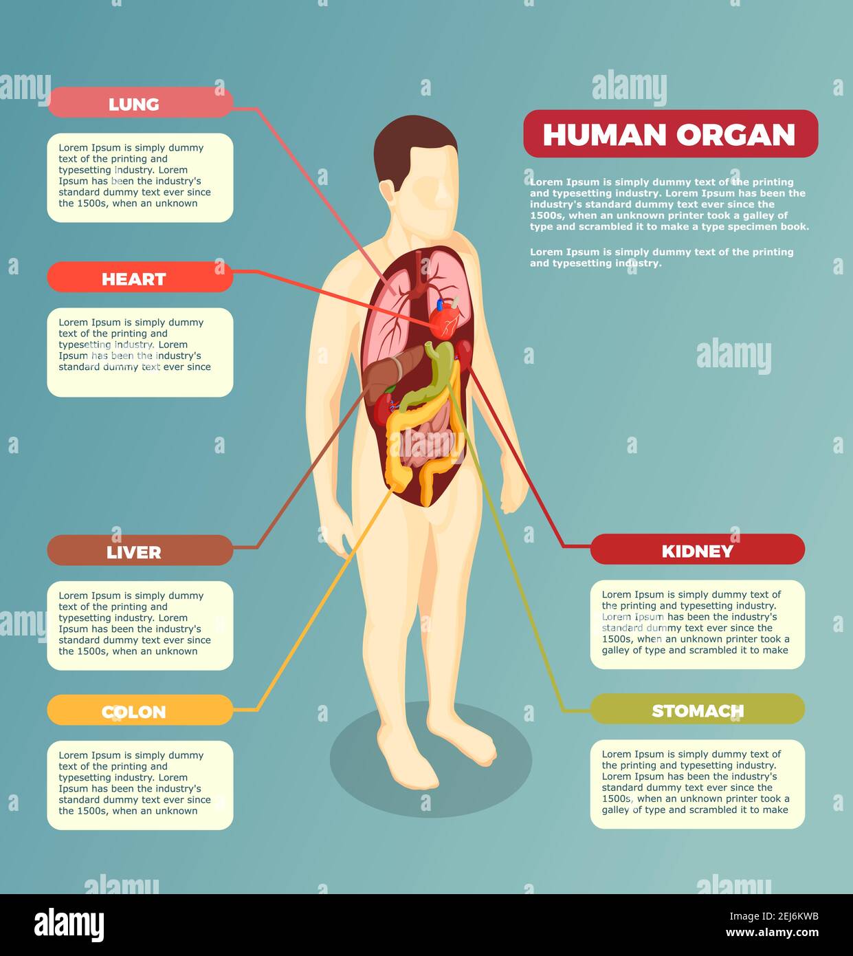 Anatomie du corps humain avec organes internes affiche médicale avec description des informations de texte illustration vectorielle isométrique Illustration de Vecteur