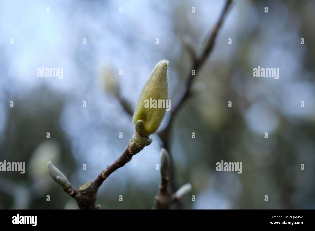 Gros plan d'un bourgeon de magnolia Banque D'Images