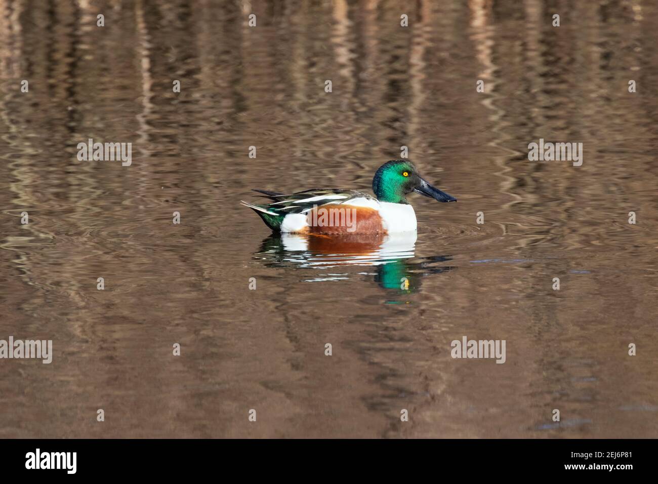 Le drake of Northern Shoveler (Anas clypeata) dans la réserve naturelle de Galveston Banque D'Images