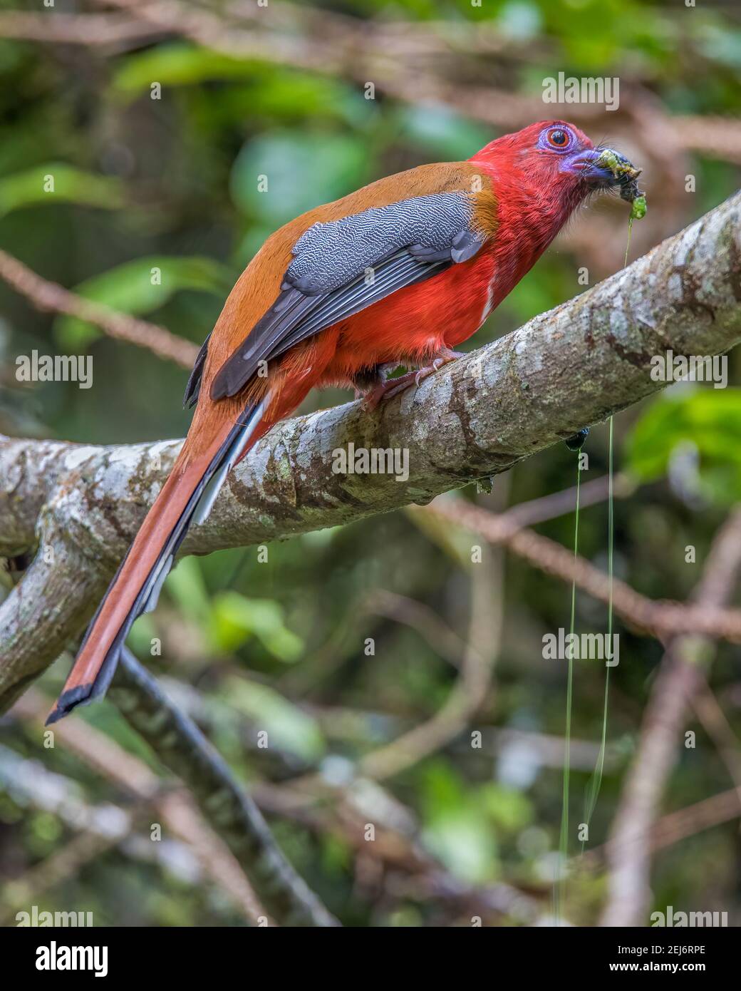 trogon à tête rouge Harpactes erythrocephalus mâle mangeant de la chenille verte Banque D'Images