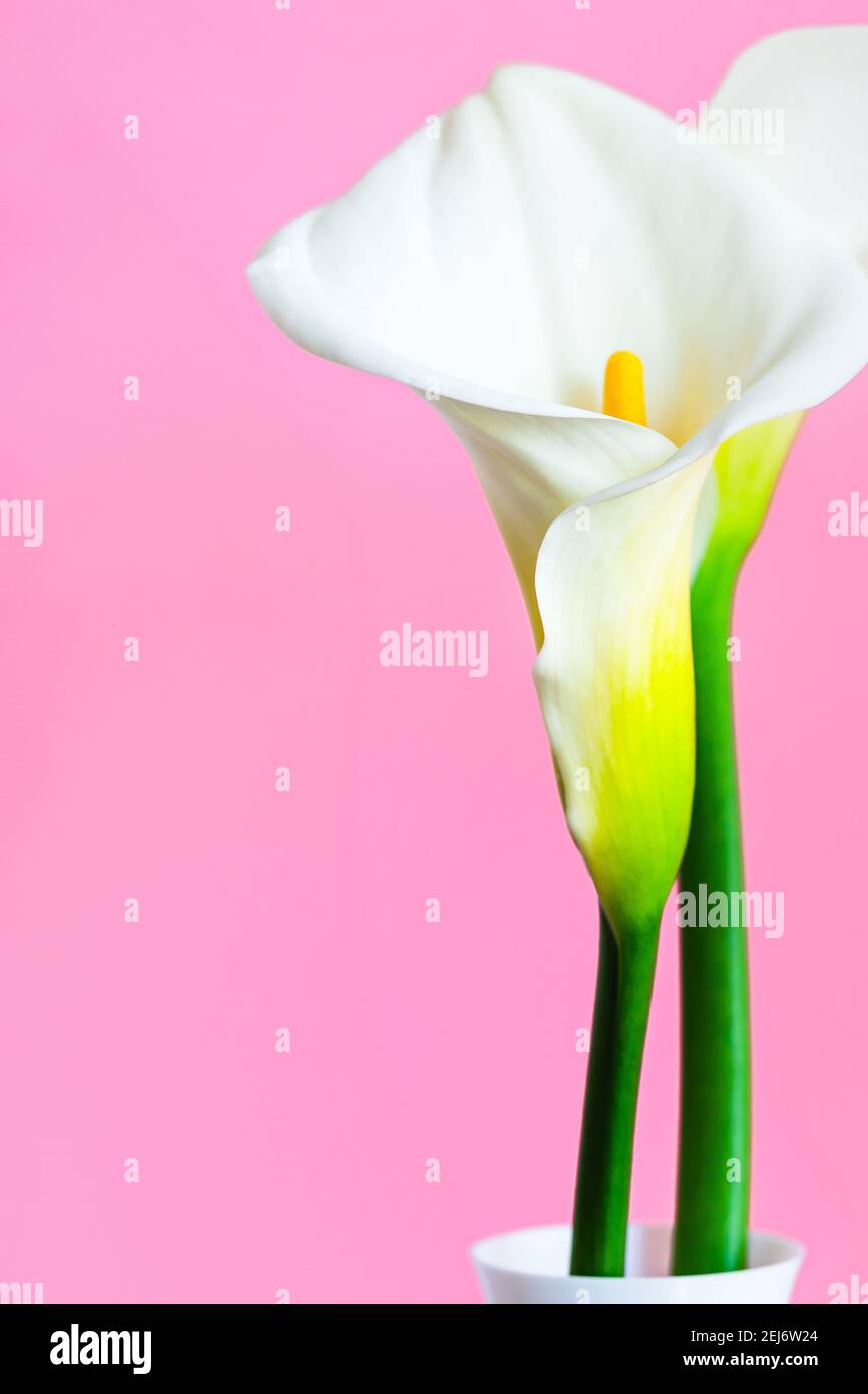 Calla Lily fleurit dans un vase, fond rose, bannière verticale avec espace de copie Banque D'Images