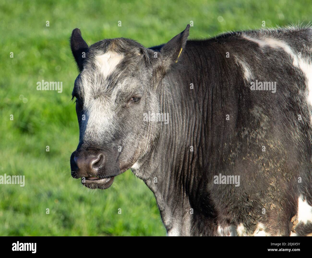 tête et épaules d'une vache noire, grise et blanche debout dans un champ sous le soleil du matin Banque D'Images
