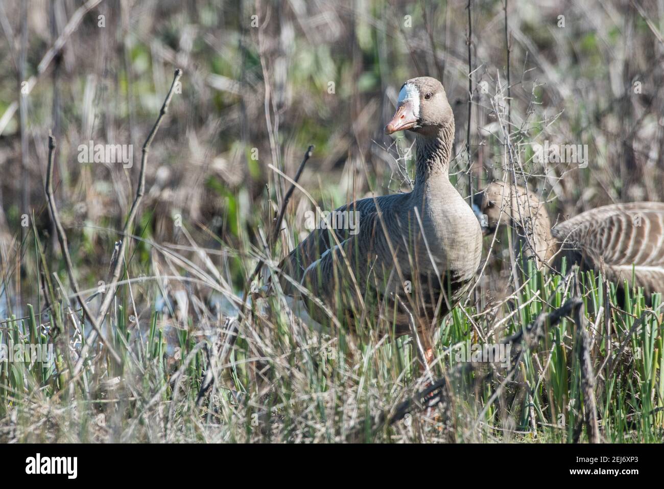 Plus grande bernache à frontes blanches (Anser albifrons) de la réserve de la rivière Cosumnes dans la vallée centrale de la Californie. Banque D'Images