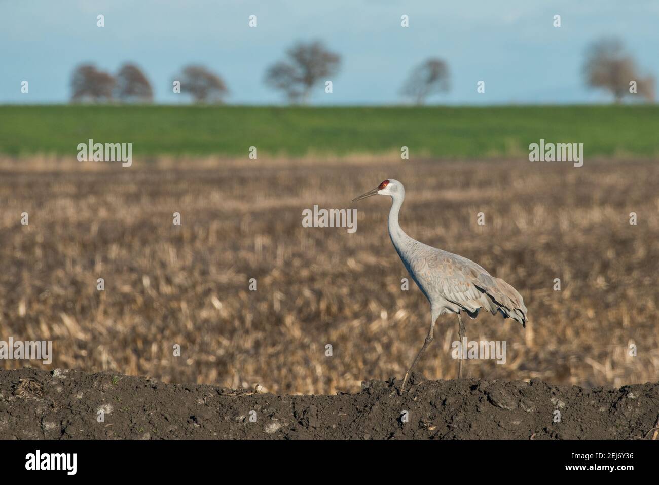 Une grue à sable (Antigone canadensis) debout devant un champ vide dans la vallée centrale de la Californie. Banque D'Images