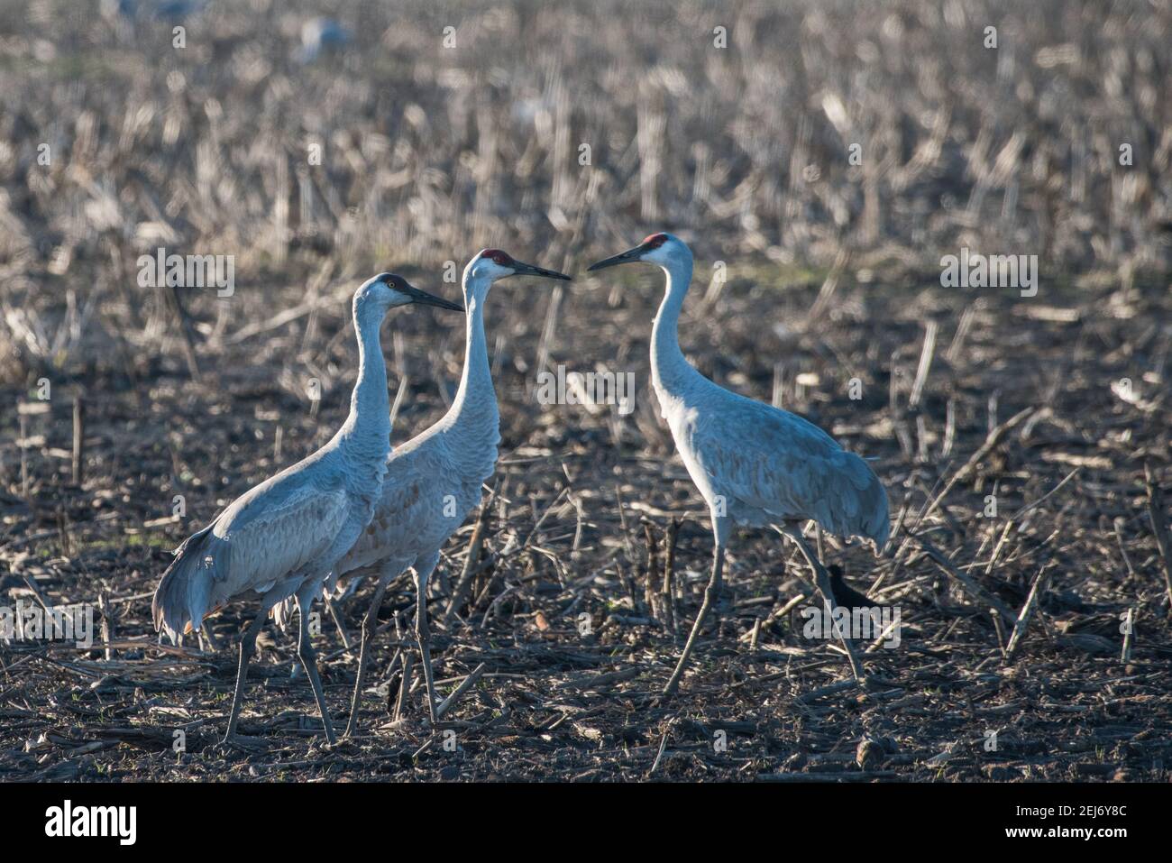 Trois grues de ponton migratrices (Antigone canadensis) se tiennent ensemble dans la réserve de la rivière Cosumnes, dans la région de Sacramento, en Californie. Banque D'Images