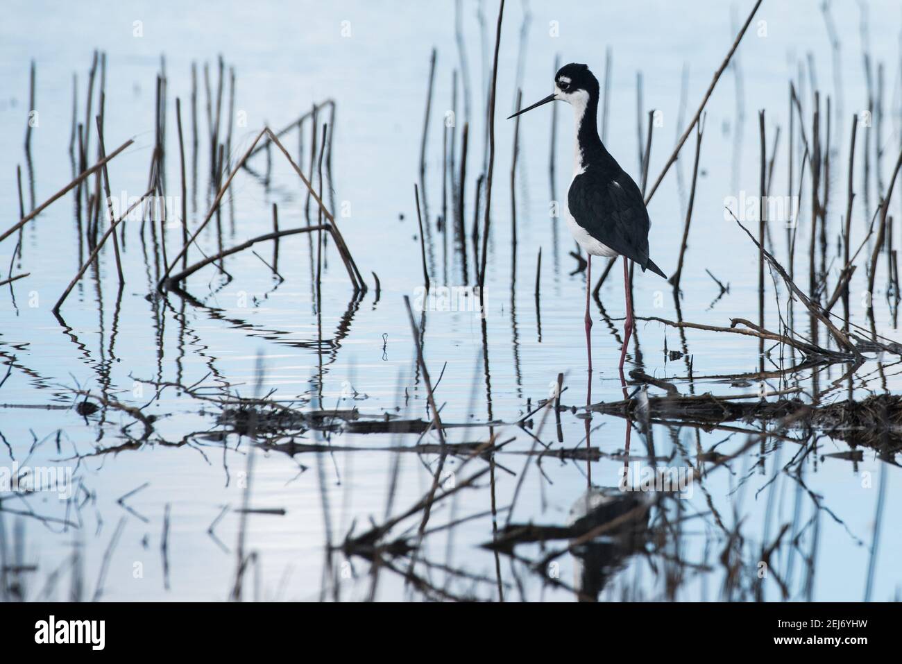 Un stilt à col noir (Himantopus mexicanus) se réveillant au milieu des roseaux dans une zone humide de la réserve fluviale de Cosumnes, dans le nord de la Californie. Banque D'Images